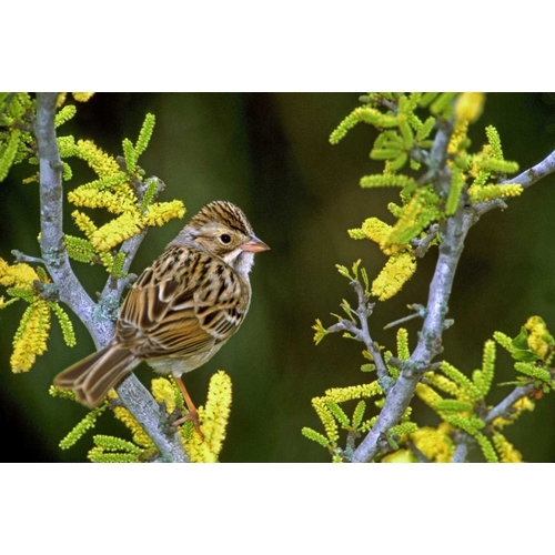 TX, McAllen Clay-colored sparrow on huisache